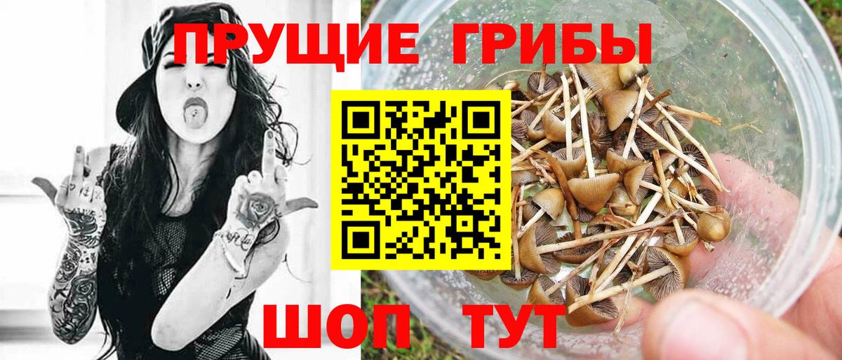 Галлюциногенные грибы GOLDEN TEACHER  Вход с VPN  Галлюциногенные грибы Psilocybe  Алатырь 